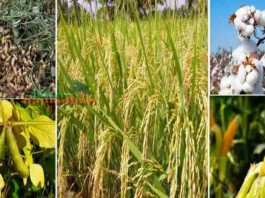 kharif crops MSP 2021