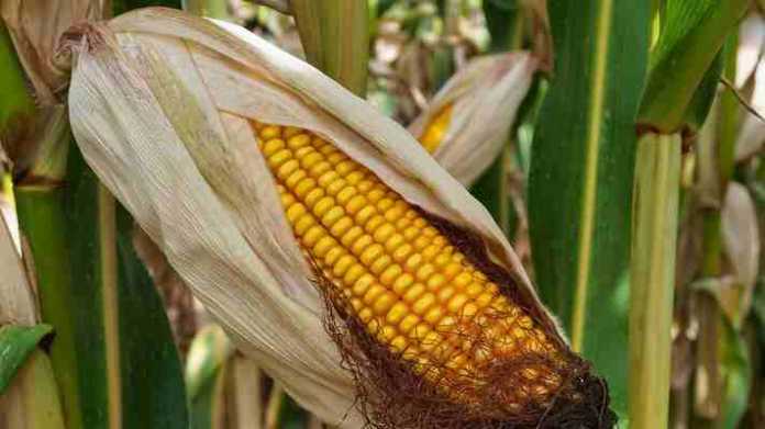 maize crop varieties