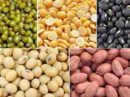 oilseeds and pulses seeds