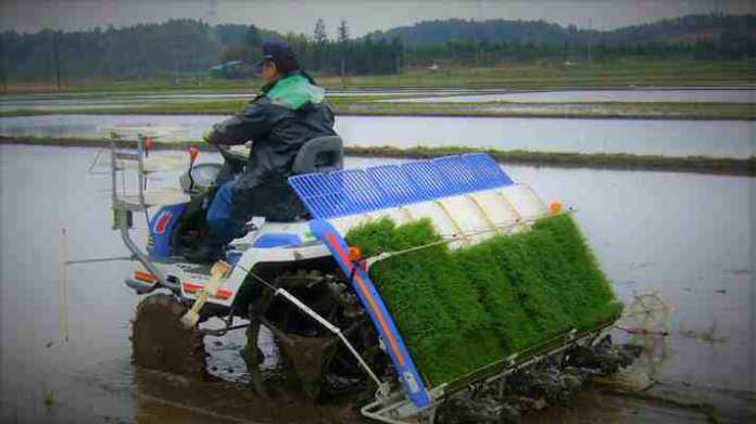 paddy rice transplanter