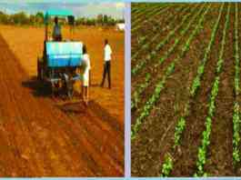 soybean sowing advice