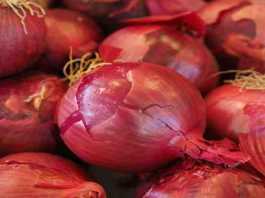 subsidy on onion farming