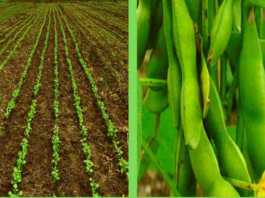 things to do before soybean sowing