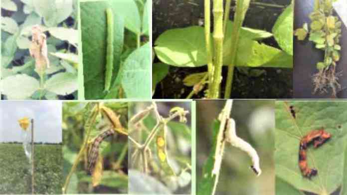 advisories for soybean farming