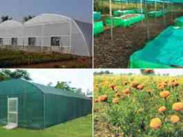 poly house shednet house flower and vegetable farming subsidy