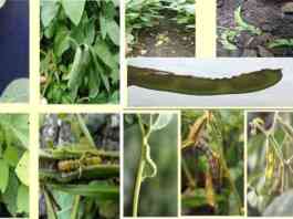 advice for soybean crop september