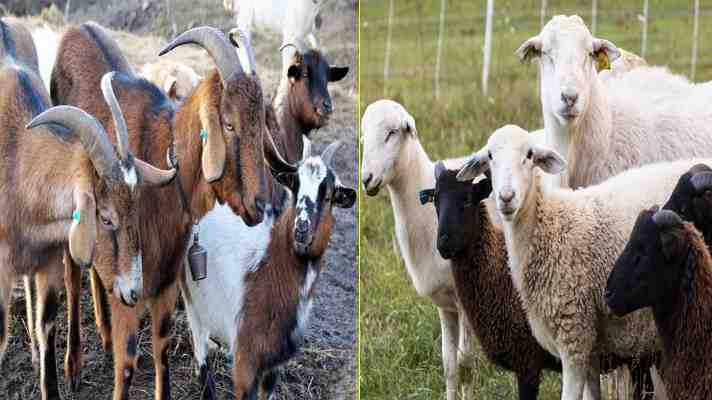 जानिए क्यों होती है भेड़ एवं बकरियों के वजन में कमी, कैसे बढ़ा सकते हैं भेड़-बकरियों का वजन