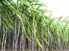 sugarcane frp price 21