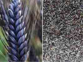 black wheat farming detail