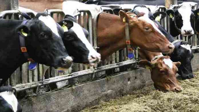 dairy farm subsidy