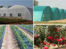 green house shednet house pack house subsidy