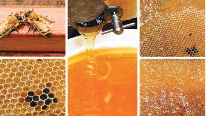 किसानों को मधुमक्खी पालन के लिए प्रोत्साहित करने के लिए सरकार ने शुरू की नई योजना