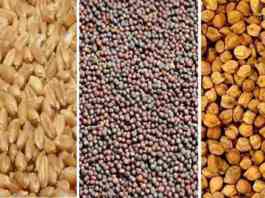 rabi crop seeds distribution
