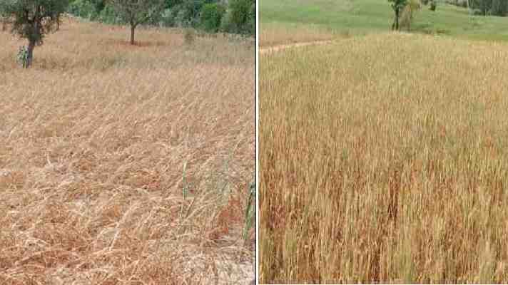कई जिलों में कम बारिश के चलते फसलों को भारी नुकसान, मुख्यमंत्री ने जल्द सर्वे के दिए निर्देश