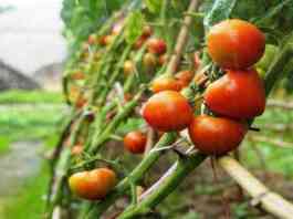 tomato farming and variety