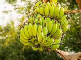 banana farming subsidy