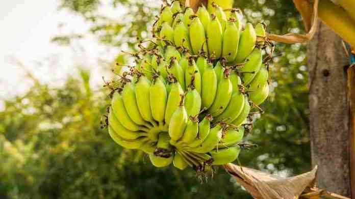 banana farming subsidy