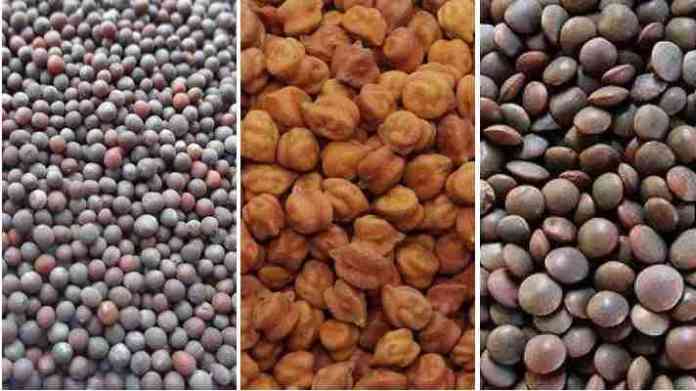 chana sarso seed subsidy