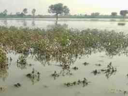crop damage by flood