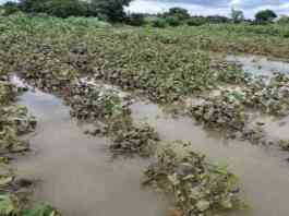 crop damage due to rain