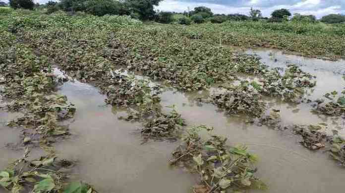 crop damage due to rain