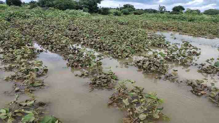 16 से 18 अक्टूबर के दौरान हुई बेमौसम बारिश से हुए फसल नुकसान का आंकलन कर जल्द दिया जायेगा मुआवजा