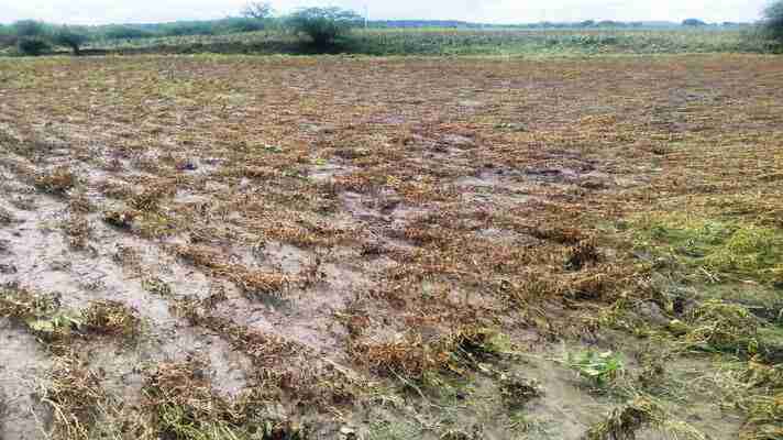किसानों को जल्द दिया जाएगा अधिक बारिश से हुए फसल नुकसान का मुआवजा
