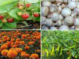 horticulture crop production training