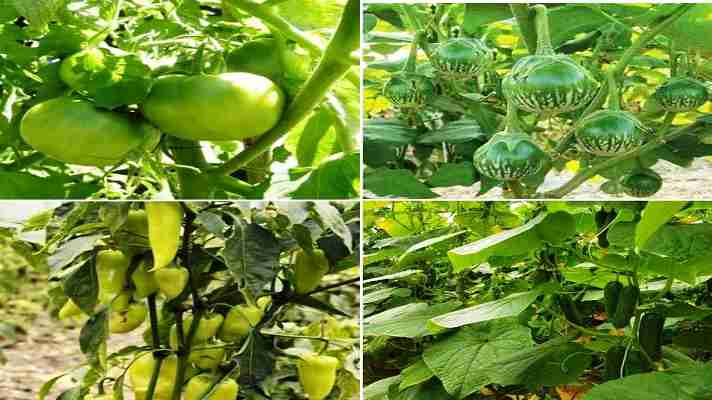 किसान 15 दिसम्बर तक सब्जी एवं अन्य बागवानी फसलों का करा सकेंगे बीमा