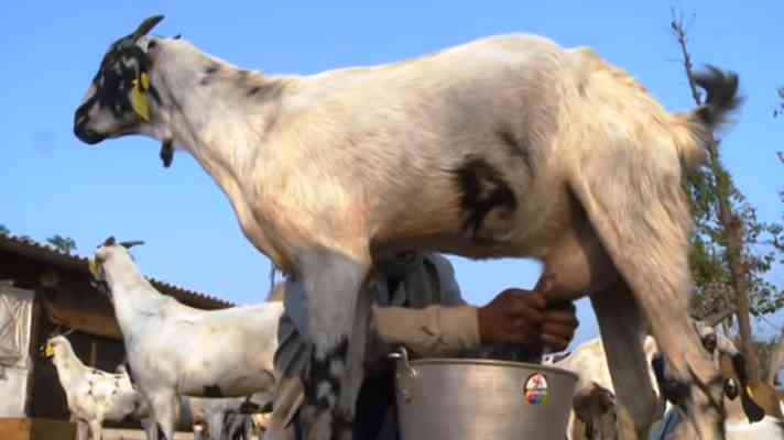 यहाँ 50 से 70 रुपये प्रति किलो की दर से खरीदा जा रहा है बकरी का दूध
