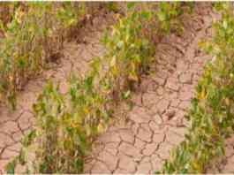 crop damage tehsil