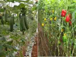 training on horticulture farming