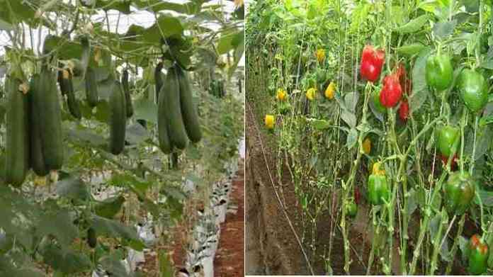training on horticulture farming