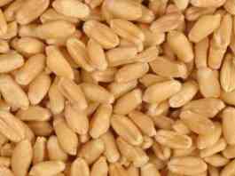 wheat seed rate