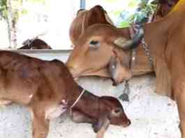 Milk production from cows born through surrogacy