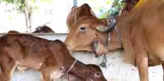 Milk production from cows born through surrogacy