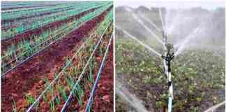 drip sprinkler irrigation Subsidy