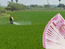 rabi crop loan raj
