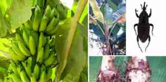 Control of banana rhizome mite borer pest