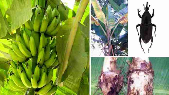 Control of banana rhizome mite borer pest