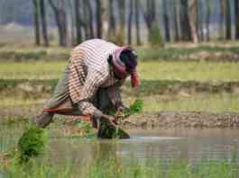 Impact of climate change on agriculture in India