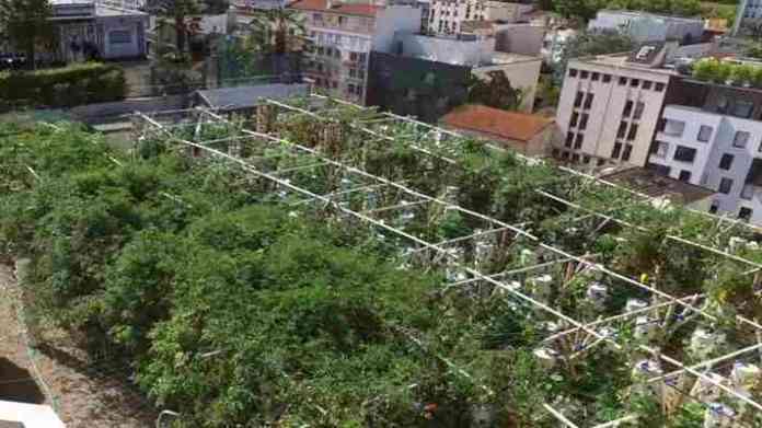 Roof Top Gardening Subsidy