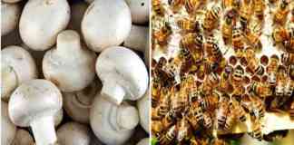 Training on mushroom production & bee keeping