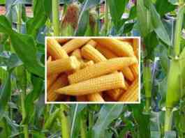 baby corn farming