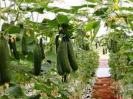 cucumber production in india