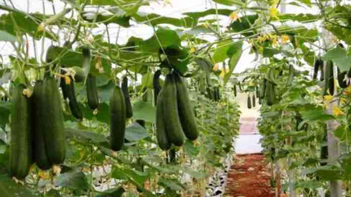 cucumber production in india
