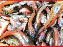 mangur fish
