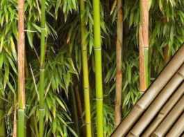 Bamboo Export