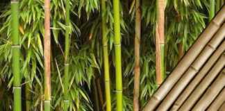 Bamboo Export