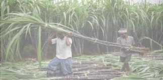 Increase in the price of sugarcane purchase